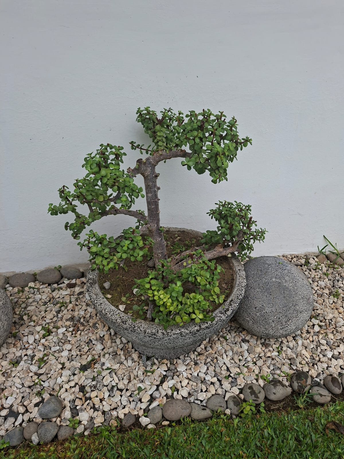 jardin13