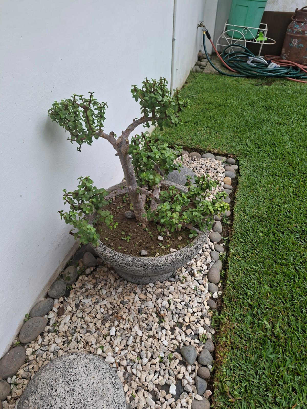 jardin6