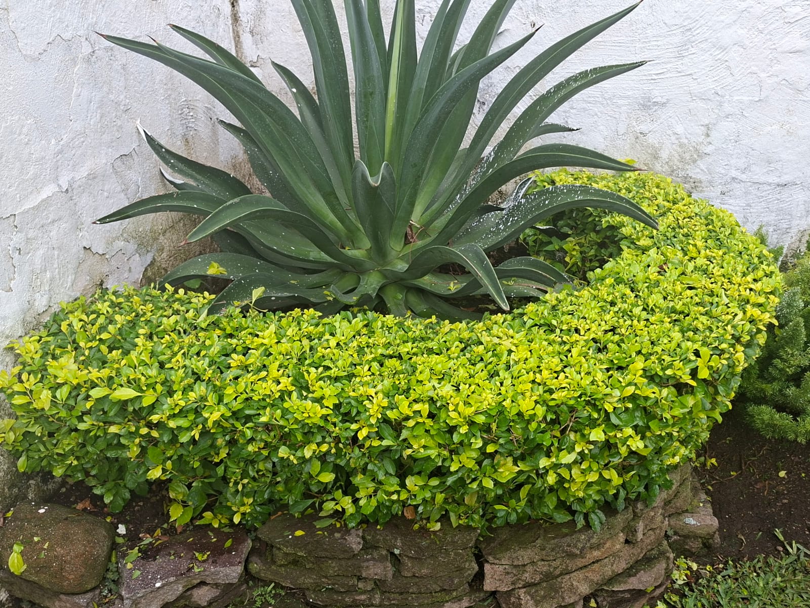 jardin9